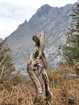Dramatic tree stump against mountain backdrop - A close-up shot of an ancie.. Foto stock