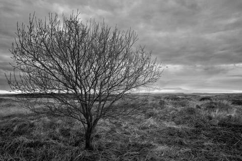Dramatic Tree, Sunset, Black &amp; White 스톡 사진