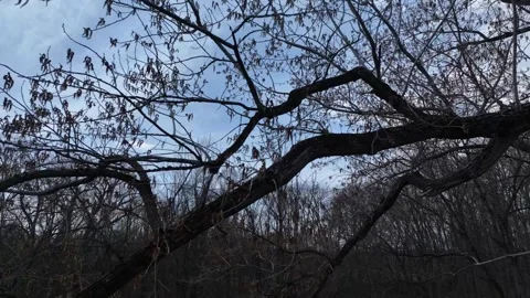 Dramatic tree in winter in forest close up aerial drone view Stock Footage 327917467