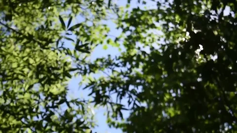 Dramatic Treeline Going out of Focus Video stock 84082870