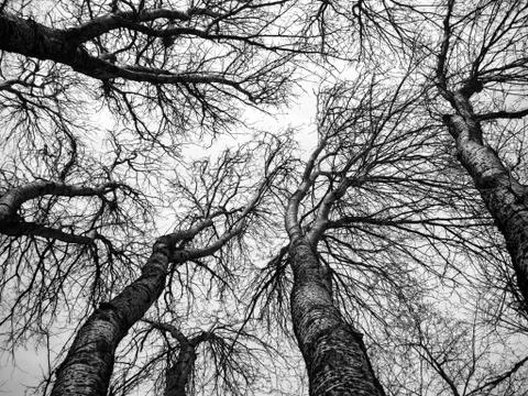 Dramatic trees branches black and white sky Stock Photos