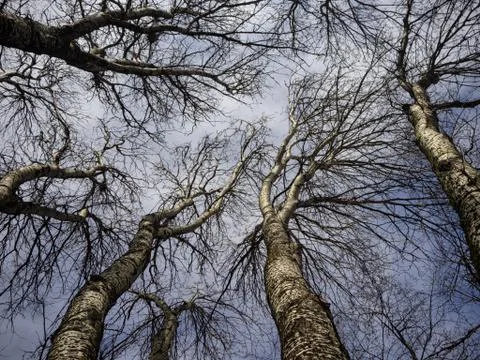 Dramatic trees branches with dark blue sky Stock Photos