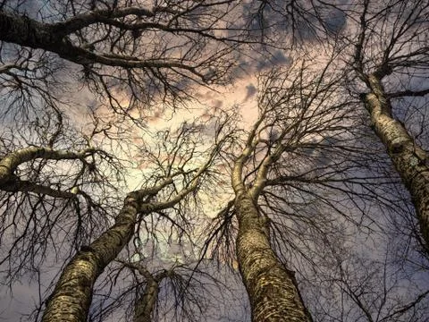 Dramatic trees branches with dark blue sky Stock Photos