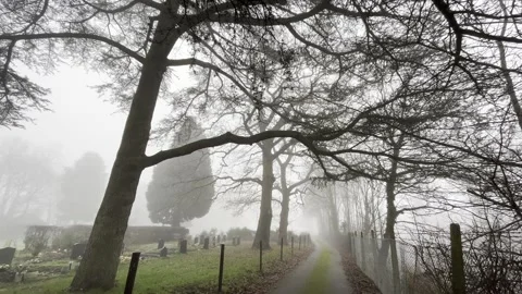 Dramatic trees in the graveyard in the fog in England Stock Footage 168526088