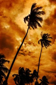 Dramatic tropical sky - Palm trees Stock Photos