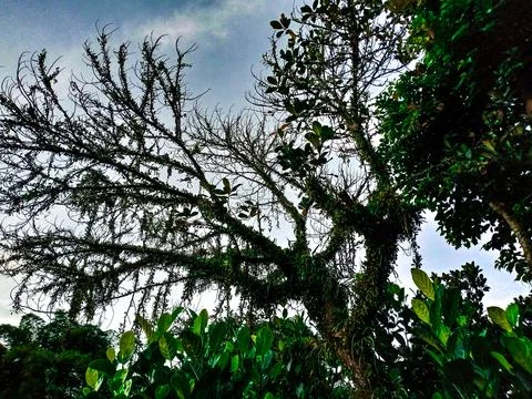Dramatic Tropical Tree Silhouette Against Sky Stock Photos