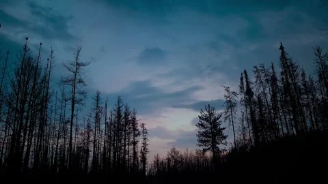 Dramatic twilight sky over dark forest silhouette for peaceful nature background Stock Footage 347152744