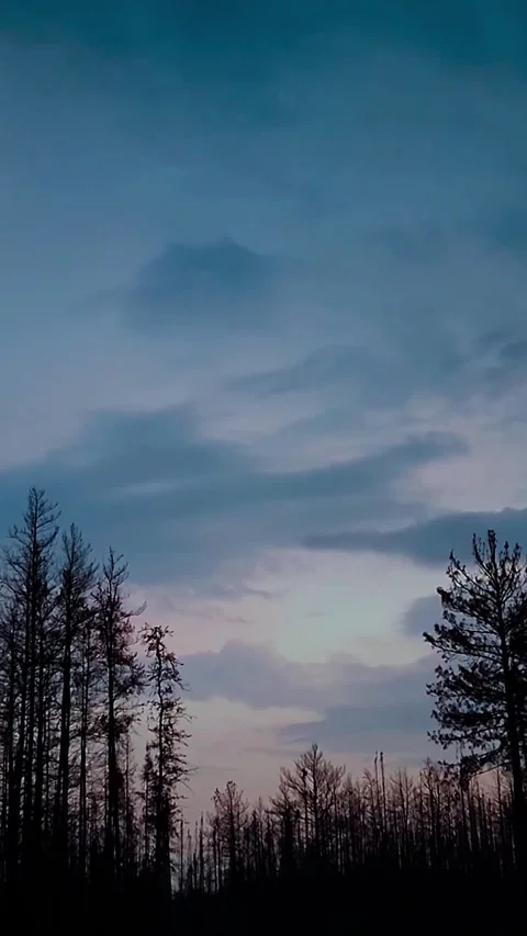 Dramatic twilight sky over dark forest silhouette for peaceful nature background Video stock 347154654