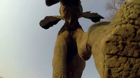 Dramatic underneath footage of two African Elephants Stock Footage 43783314