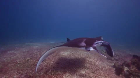 Dramatic underwater shot of a graceful Manta Ray Stock Footage 331145880