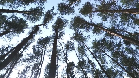 Dramatic upward forest canopy view with sunlight filtering through Stock Footage 311785910