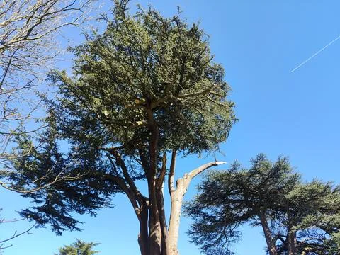 A dramatic upward view of large mature trees against a vivid blue sky Stockfoto's