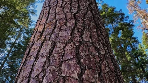 Dramatic Upward View of Massive Sequoia Tree in Sierra Nevada Stock Footage 345511488