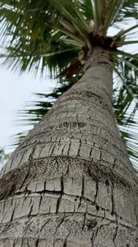 Dramatic vertical perspective looking up tall trunk palm tree leaves Fotos de archivo