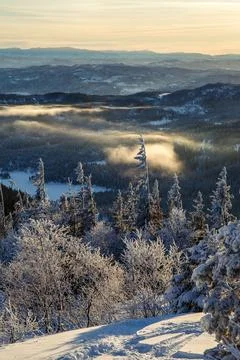 Dramatic Vertical View of Snowy Forest and Valley with Morning Fog Foto stock