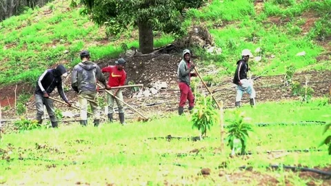 Dramatic video of Haitian field workers on a avocado farm in the caribbean mount Stock Footage 157700962