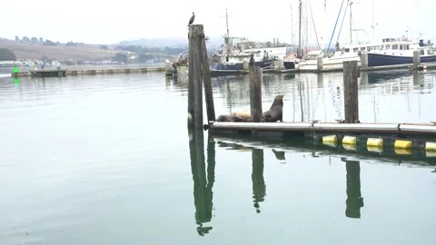 Dramatic video of seals on a dock in Bodega Bay, California. Stock Footage 159696840