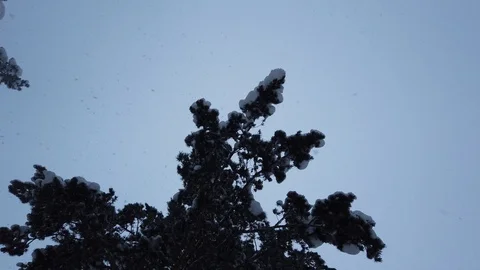 Dramatic video of snowfall in the forest. Old tree and heavy snow fall throw the Stock Footage 101246274