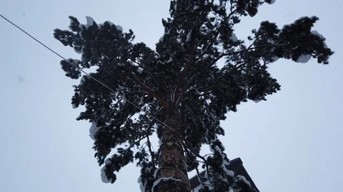 Dramatic video of snowfall in the forest. Old tree and heavy snow fall throw the Stock Footage 101246873