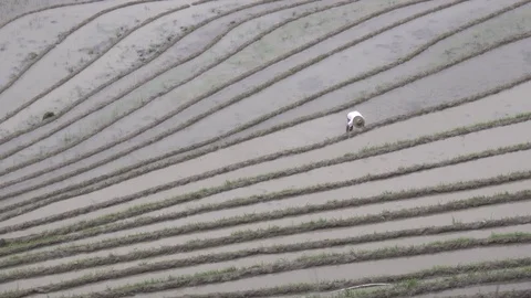 Dramatic view of Chinese rice paddy Stock Footage 83726352