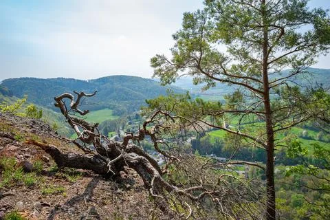 Dramatic view of a dead tree branch and lone pine tree Stock Photos