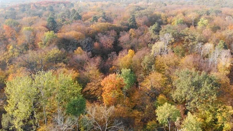 Dramatic view of dense deciduous forest in full autumn colors Stock Footage 128893767