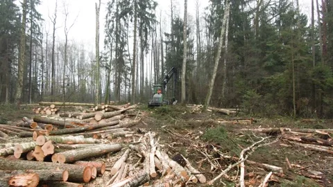 Dramatic view drawn towards machine cutting trees in the woods. Stock Footage 144247891