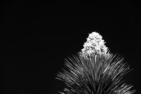 Dramatic view of a flowering bloom of a Yucca brevifolia at Joshua Tree National Foto stock