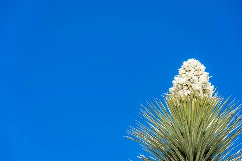 Dramatic view of a flowering bloom of a Yucca brevifolia at Joshua Tree National Stock Photos