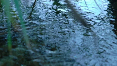 Dramatic view of green leaves of reed in the water outdoors Видео 98747562