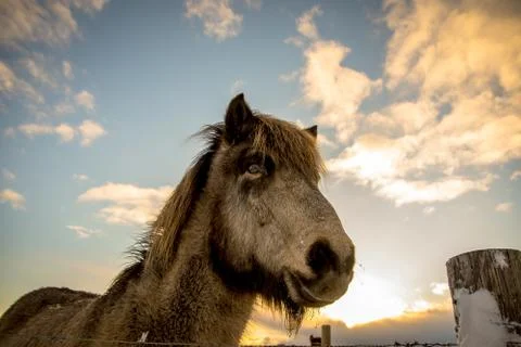 Dramatic view on a horse with the sky over. Meet the Icelandic horse develope Stock Photos