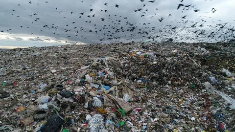 Dramatic view of large landfill. Flocks of birds circling over the garbage dump. Stock Footage 119474290