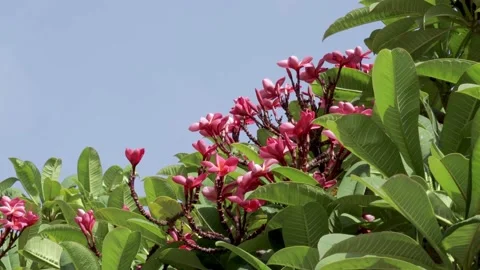 A Dramatic view of Red Frangipani flowers against the clear sky in India. Stock Footage 154543292