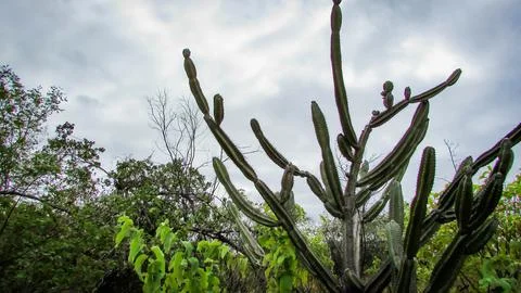 Dramatic view of a tall, green columnar cactus standing strong against a va.. Stock Photos