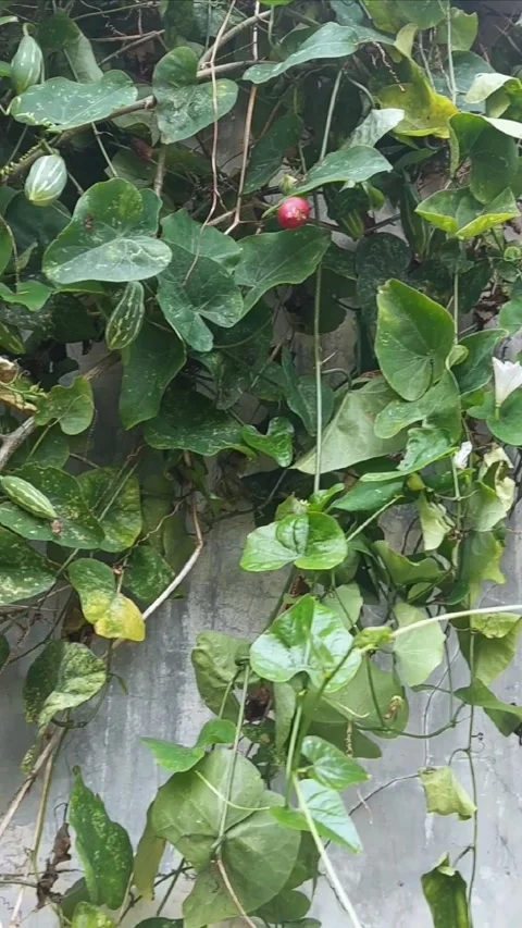 Dramatic Wall Garden part 2, Vertical Video stock 297607268