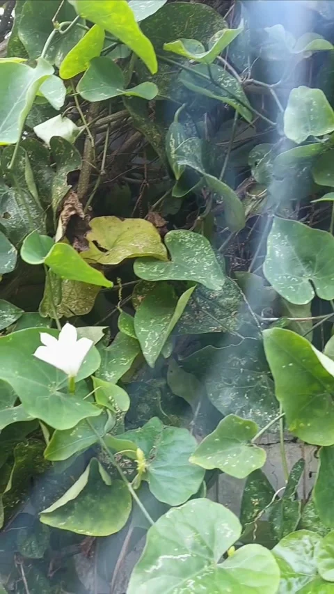 Dramatic Wall Garden part 3, Vertical Stock Footage 297607232