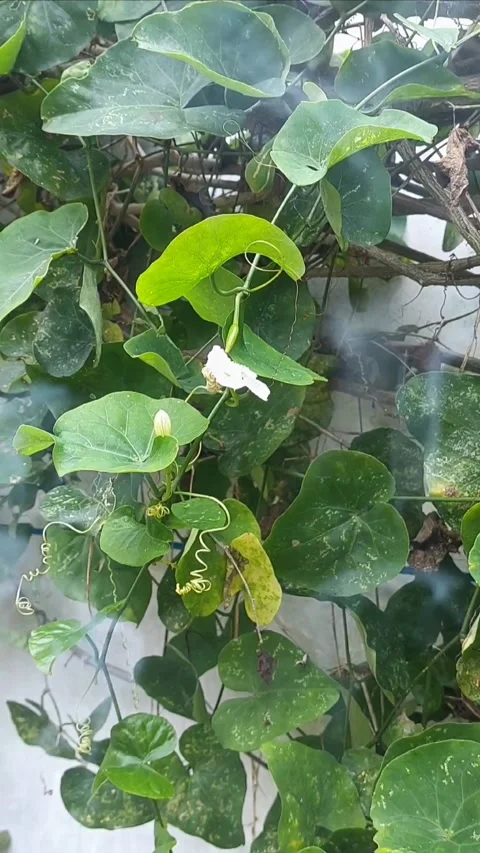 Dramatic Wall Garden part 4, Vertical Video stock 297607225