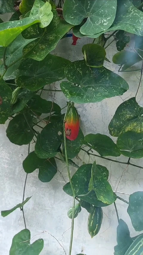 Dramatic Wall Garden part 5, Vertical Stock-Footage 297607172