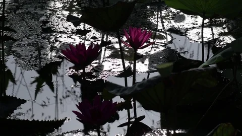 Dramatic water garden morning view. India red water lily flowers and lotus leave Stock Footage 112635703
