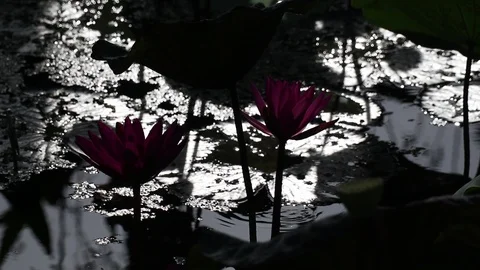 Dramatic water garden morning view. India red water lily flowers and lotus leave Stock Footage 112635948
