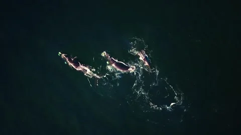 Dramatic whale breach, cinematic top-down aerial grade Stock Footage 341949185