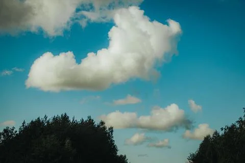 Dramatic white cumulus clouds floating across a vivid blue sky above dark t.. Stock Photos
