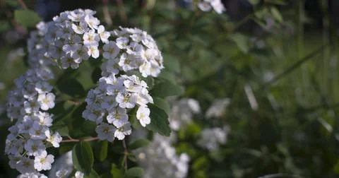 Dramatic White Flowers Foto stock