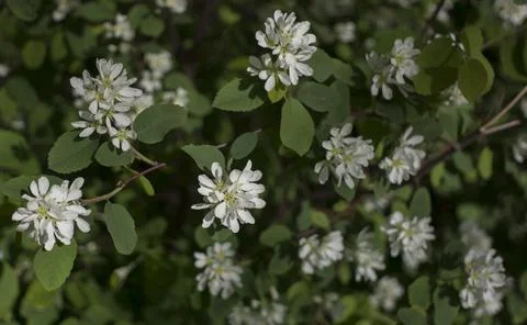 Dramatic White Flowers Stock Photos