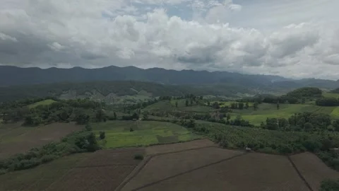 Dramatic Wide Aerial of Dense Green Banana Canopy Bordering Open Pasture, F.. Vídeos de archivo 337883525