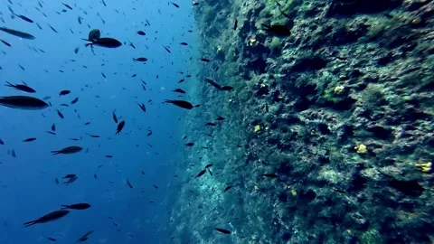 Dramatic wide angle shot of dark damselfish schooling near a rugged vertical Stock Footage 332377765