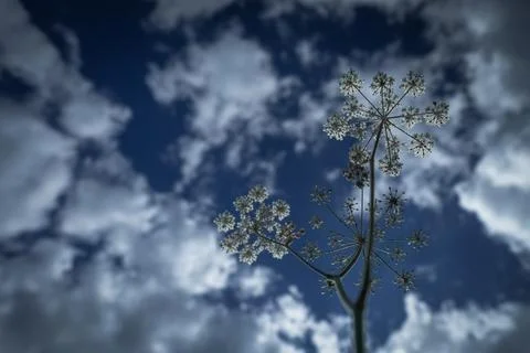 Dramatic Wildflower Silhouette Against a Clouded Sky Stock Photos
