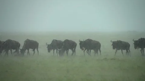 Dramatic Wildlife Footage of Wildebeest in Rain Soaked Serengeti Plains Stock Footage 337973296