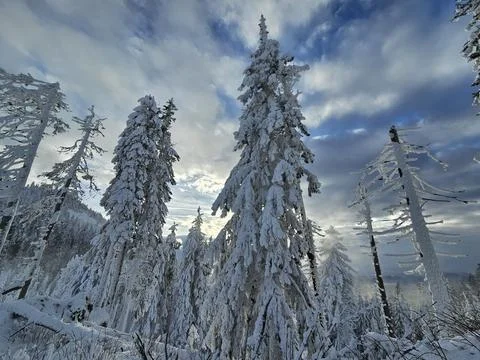 Dramatic winter forest landscape with frozen trees and cloudy blue sky. Stock Photos