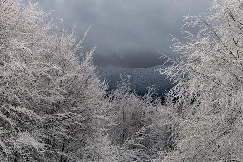 Dramatic winter landscape in the Bieszczady Mountains with silver hoarfrost.. Stock Photos
